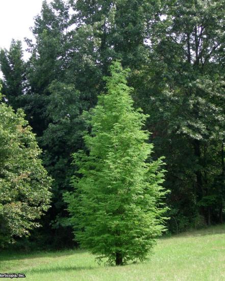 Dawn Redwood