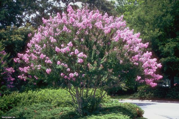 Crape Myrtle (Lagerstroemia indica) Crape Myrtle (Lagerstroemia indica)