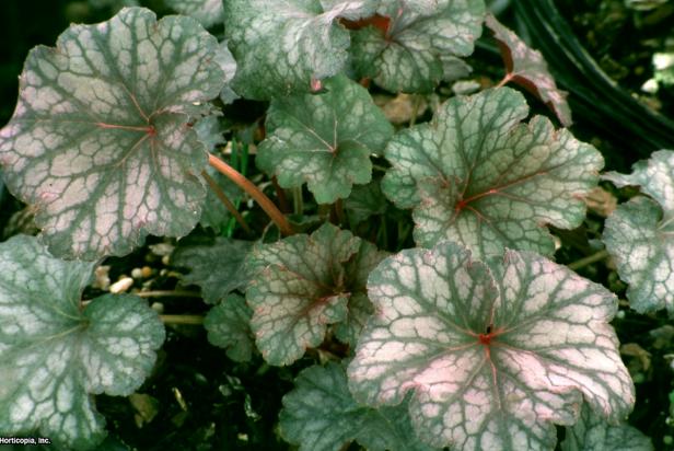 'Pewter Veil' Heuchera Pewter Veil