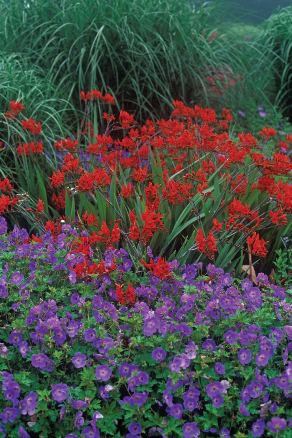 20 Perennials for SeasonLong Color HGTV