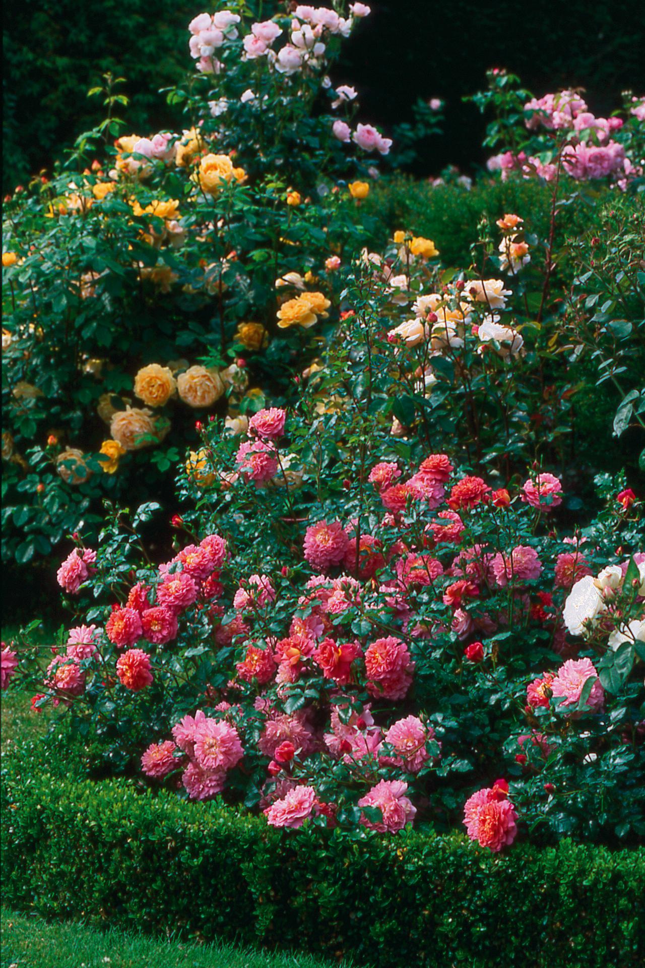 Old English Rose Varieties to Grow HGTV