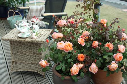 'Lady Emma Hamilton'