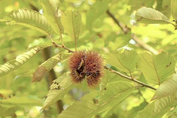 Chestnuts should be harvested only after they have fallen from the tree. Chestnuts should be harvested only after they have fallen from the tree.
