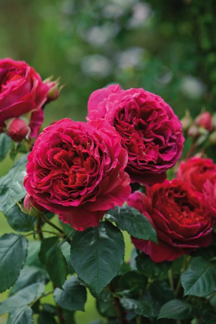 'Heathcliff'