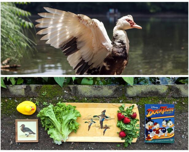 Animal Diaries: The Duck Animal Diaries: The Duck