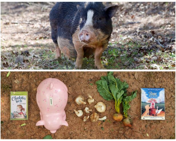 Animal Diaries: The Pig Animal Diaries: The Pig