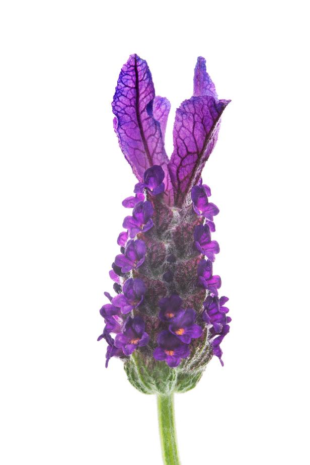 Lavandula Stoechas Lavandula Stoechas