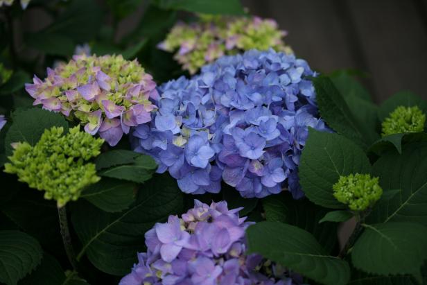 Hydrangea macrophylla-Rhapsody Blue