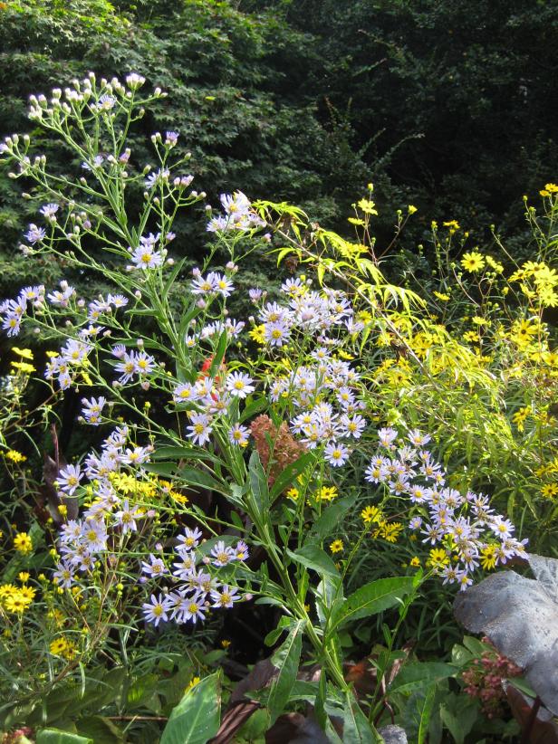 asters asters