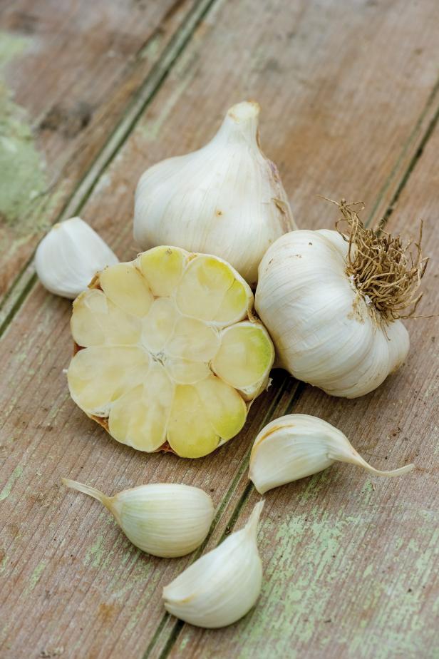 'Transylvania' Garlic 'Transylvania' Garlic