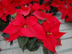 With bright red leaves and dark green foliage, the Prestige Red is the classic holiday poinsettia.