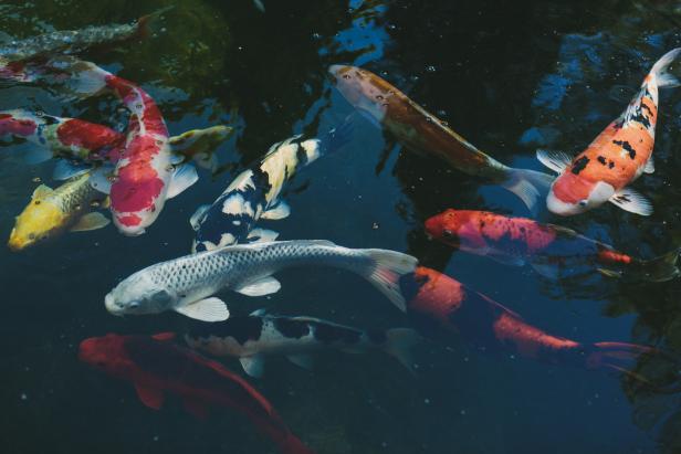 Koi Pond Koi Pond