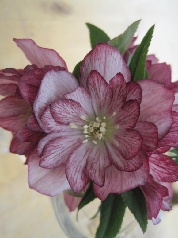 Hellebore 'Stained Glass' Hellebore 'Stained Glass'