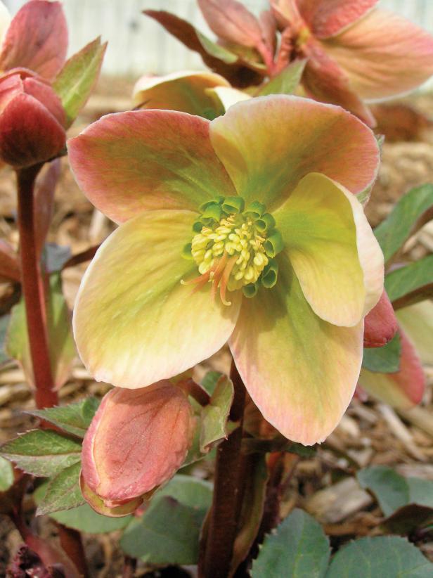 Hellebore 'Ivory Prince' Hellebore 'Ivory Prince'