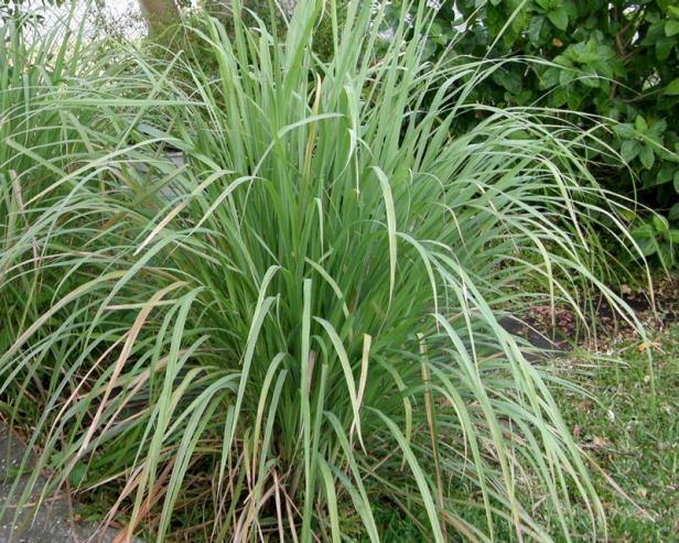 Lemongrass plant Lemongrass plant