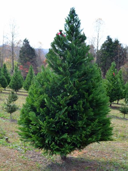 Leyland Cypress