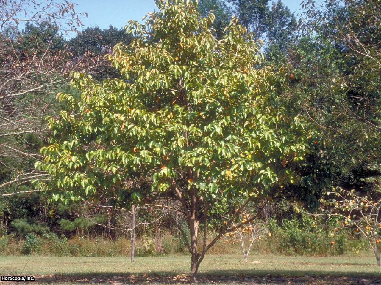 persimmon fruit trees pruning