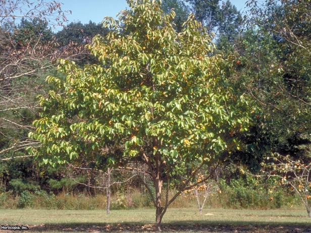 Diospyros kaki (01) Habit Diospyros kaki (01) Habit