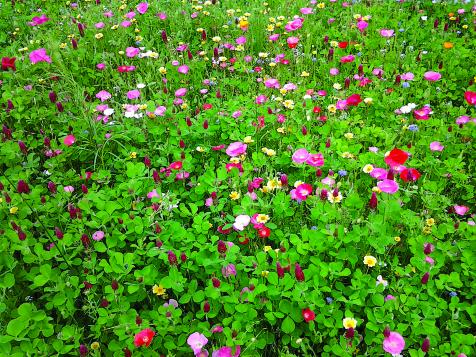 Why You Should Sow Wildflower Seeds This Winter