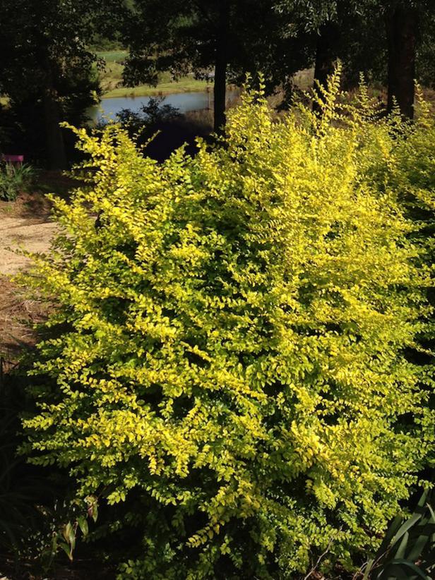 'Sunshine' Ligustrum 'Sunshine' Ligustrum
