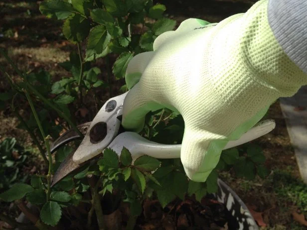 how to prune shrubs