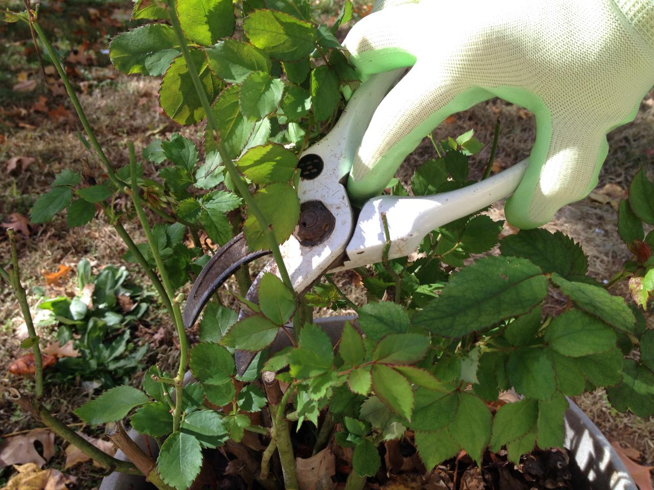 pruning-roses-during-winter-hgtv