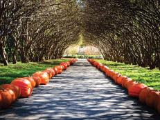Pumpkin-Lined Path