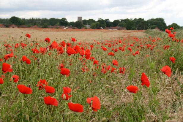 the-poppy-a-symbol-of-remembrance-youtube