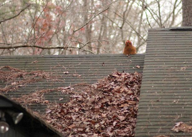 Chickens can fly short distances in search of food, shelter or perches. Chickens can fly short distances in search of food, shelter or perches.