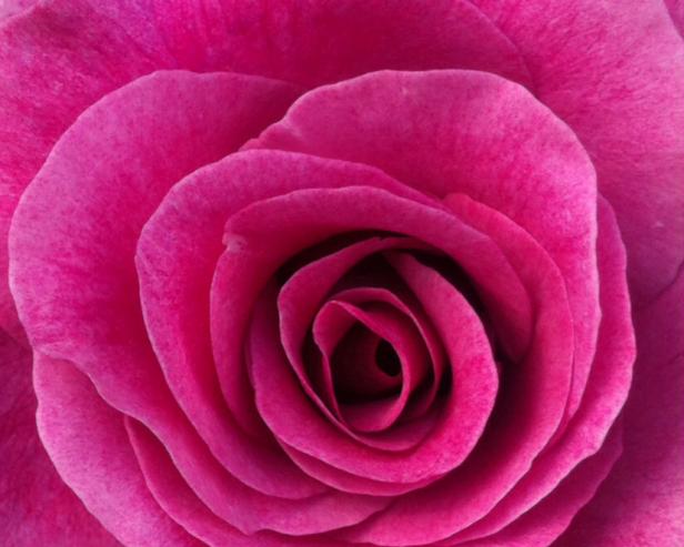 Rose Rose