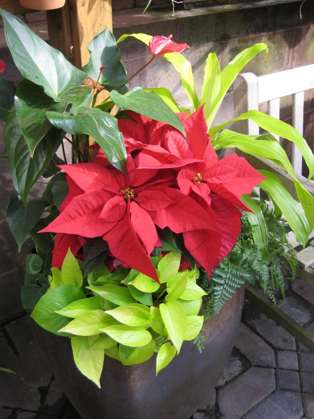 Holiday containers Holiday containers