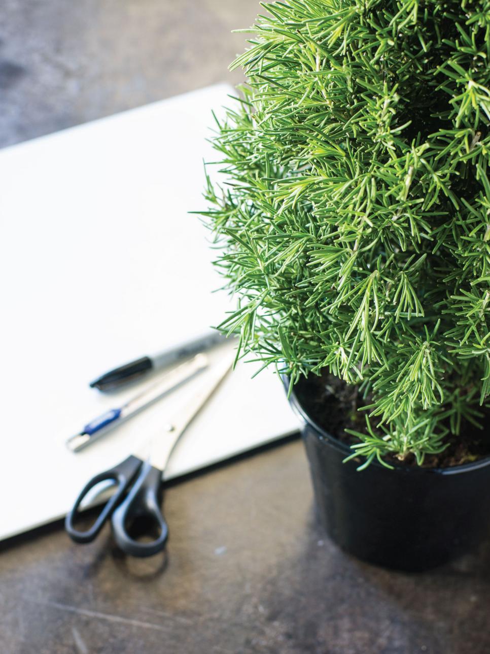 Make a Rosemary Topiary for the Table HGTV