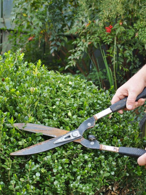 Shearing is used to keep shrubs and hedges neat and tight Shearing is used to keep shrubs and hedges neat and tight