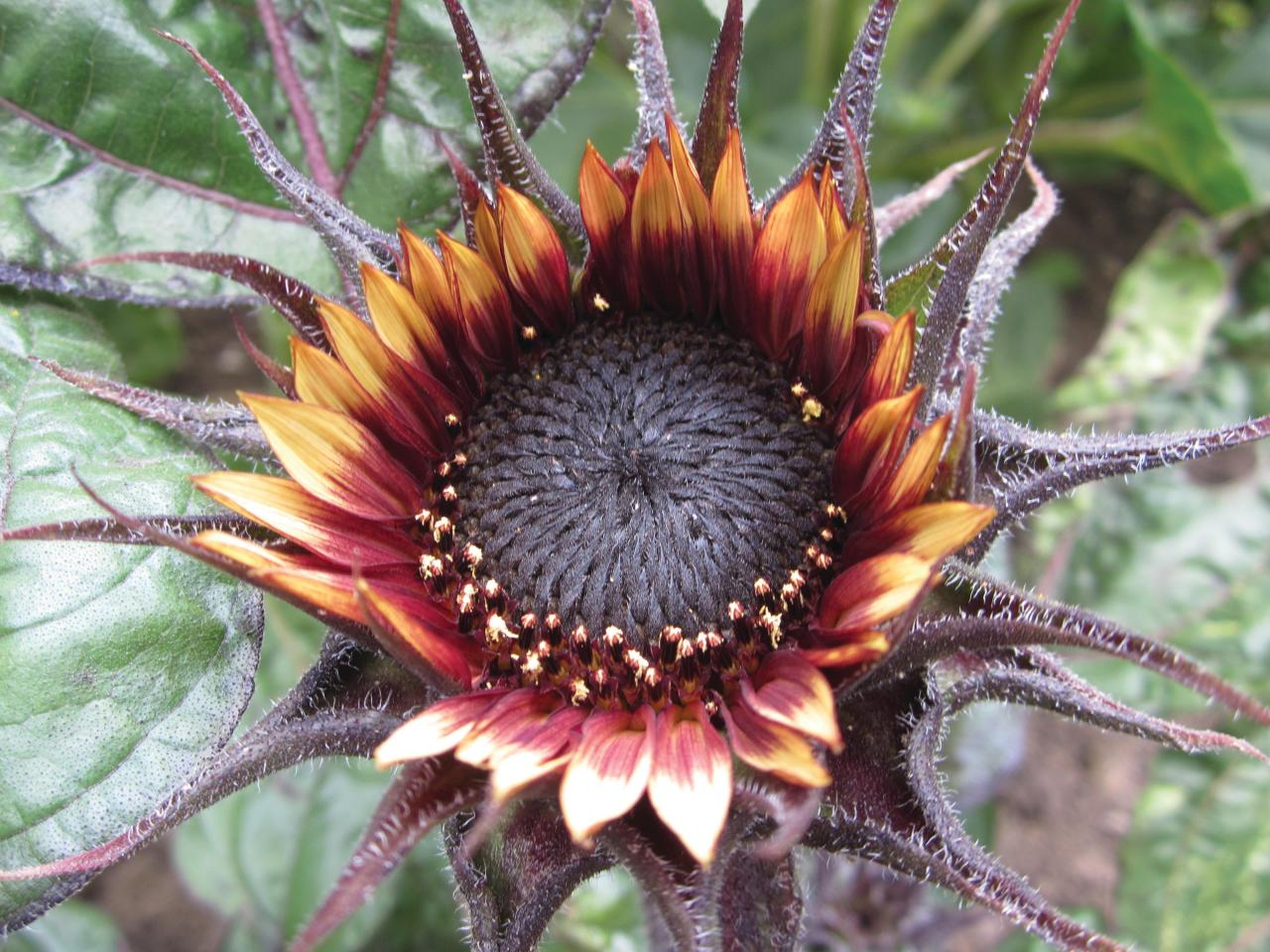 unusual-sunflower-color-varieties-hgtv