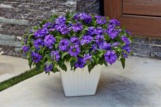 Verbena Superbena 'Violet Ice,' courtesy of Proven Winners Verbena Superbena 'Violet Ice,' courtesy of Proven Winners