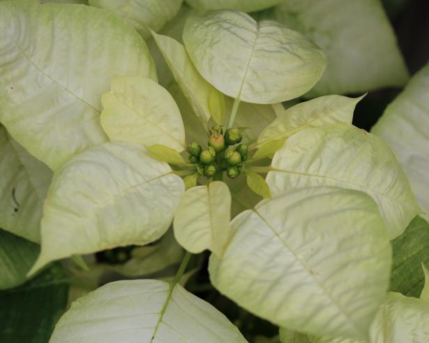 'Glace' Poinsettia 'Glace' Poinsettia