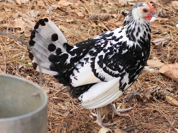 Spangled Hamburg Hen Spangled Hamburg Hen