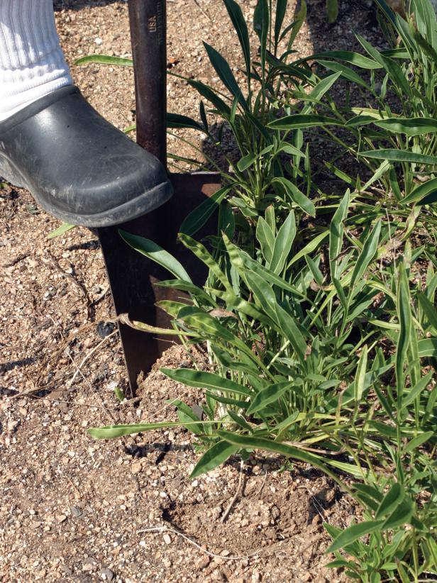 Digging Up Root Ball on Perennial Plant Digging Up Root Ball on Perennial Plant