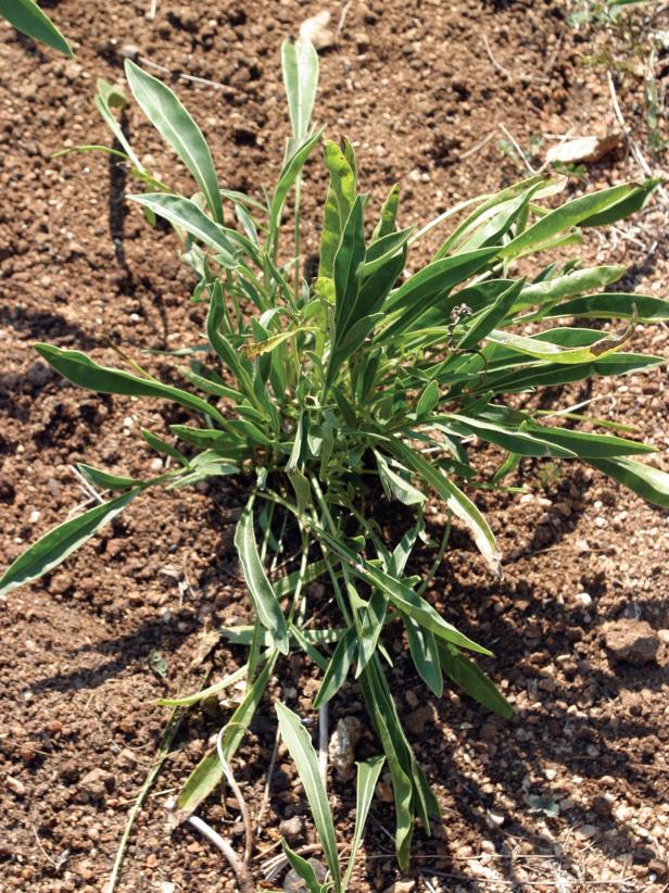 Transplanted Perennial Transplanted Perennial