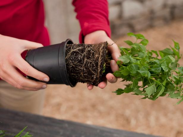Remove the plants from their pots to plant into your fish tank terrarium.