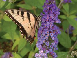 25 Flowers That Attract Butterflies