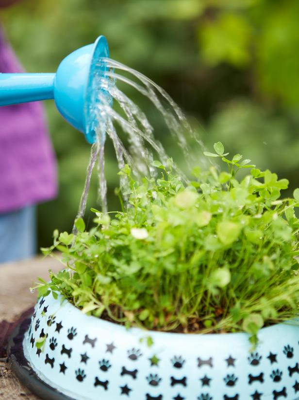 how to grow pet grass how to grow pet grass