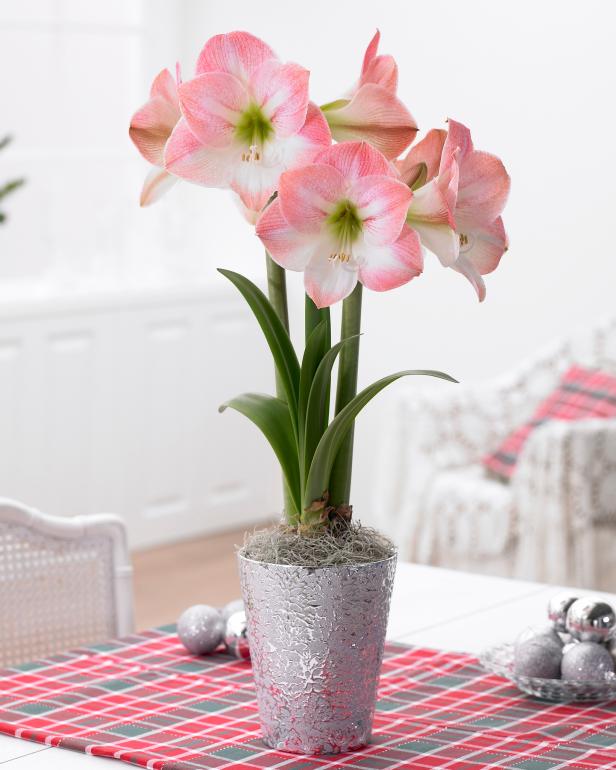 A Perfect Potted Amaryllis A Perfect Potted Amaryllis