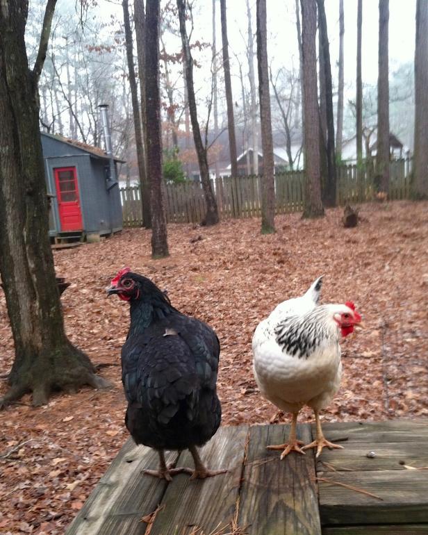 Diverse Chicken Breeds Diverse Chicken Breeds