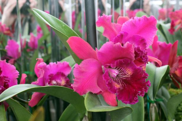 Brassolaeliocattleya Hwa Yuan Rose ‘NN’ Brassolaeliocattleya Hwa Yuan Rose ‘NN’