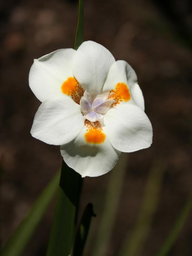 African Iris African Iris
