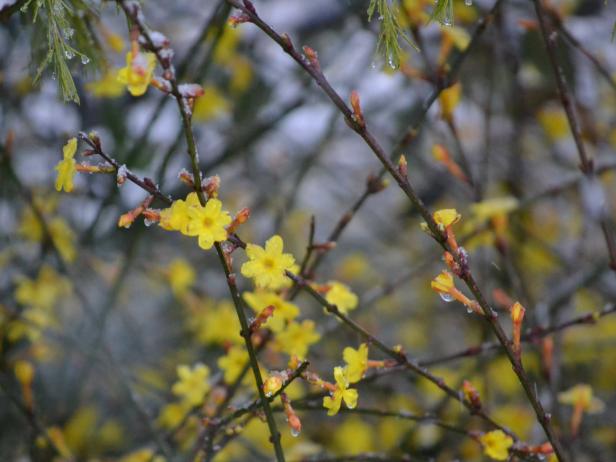 Winter Jasmine Winter Jasmine