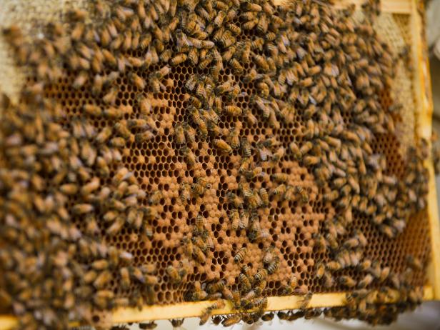Healthy Comb Pattern Healthy Comb Pattern