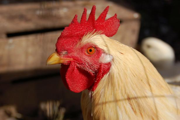 Chicken with red comb Chicken with red comb