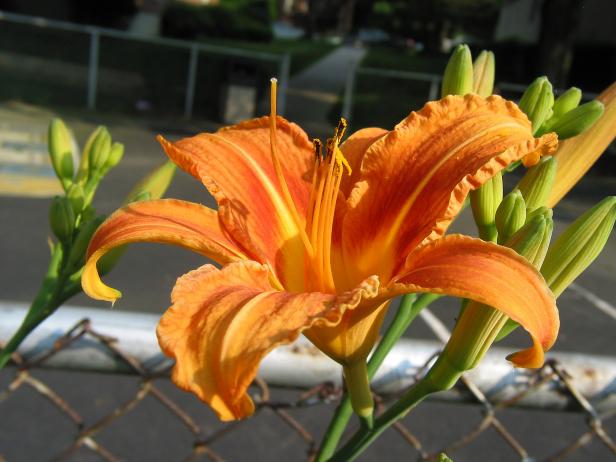 Daylily Flower Daylily Flower